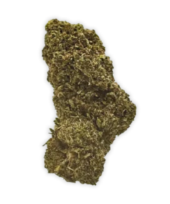 THCP Biscotti